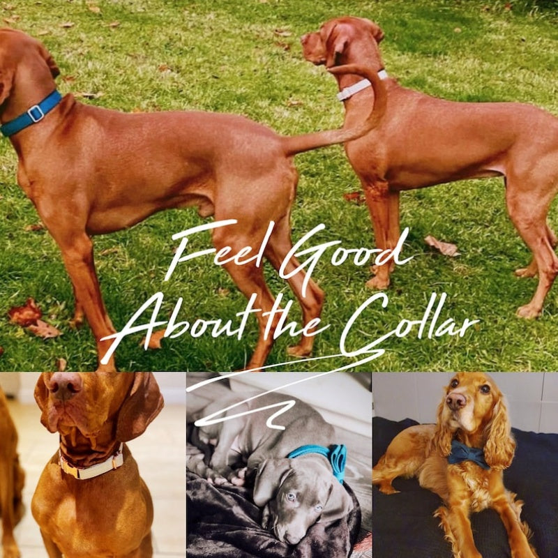 Multiple Colour Velvet Personalise Dog Collar Leash Set With Bow Pawtivo
