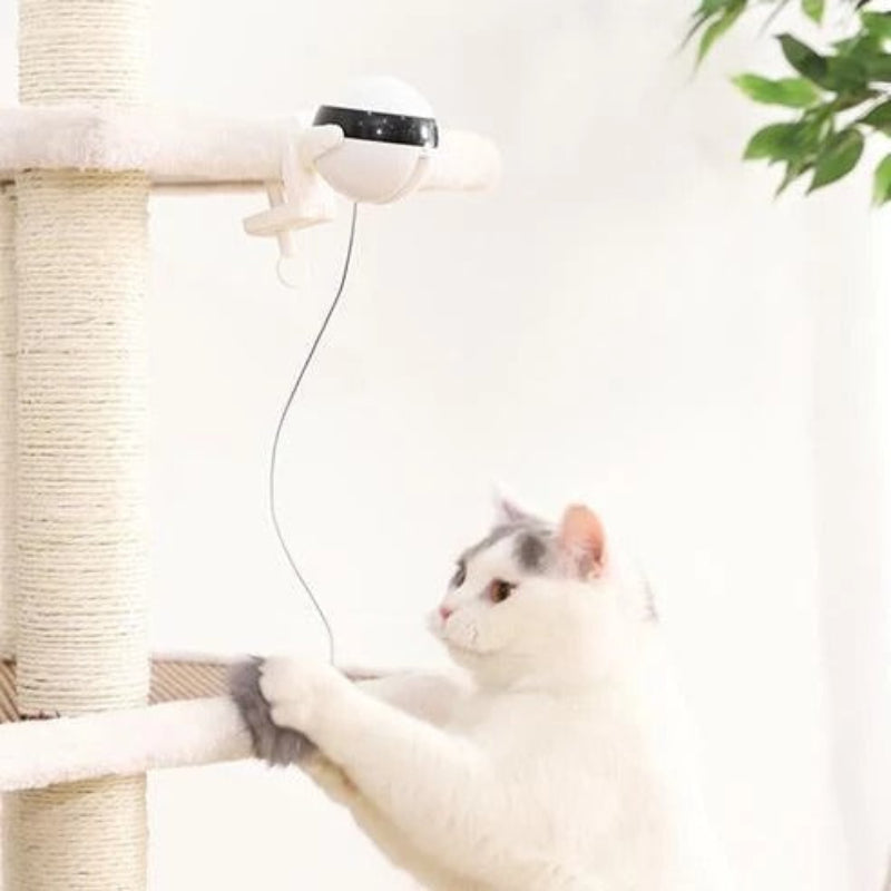 Cat playing with moving teaser toy